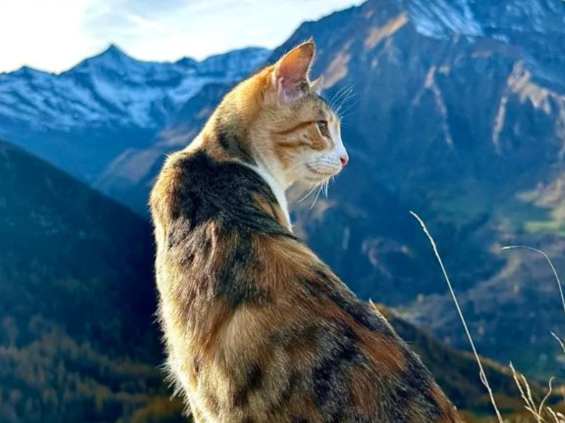 Zarpas, la gata de Fito Morales
