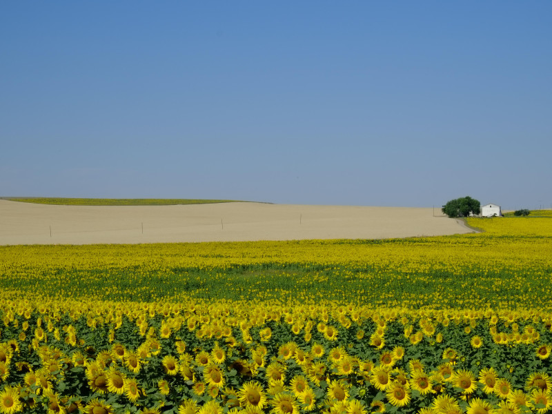 Campos de girasoles. Fernán Núñez, Córdoba