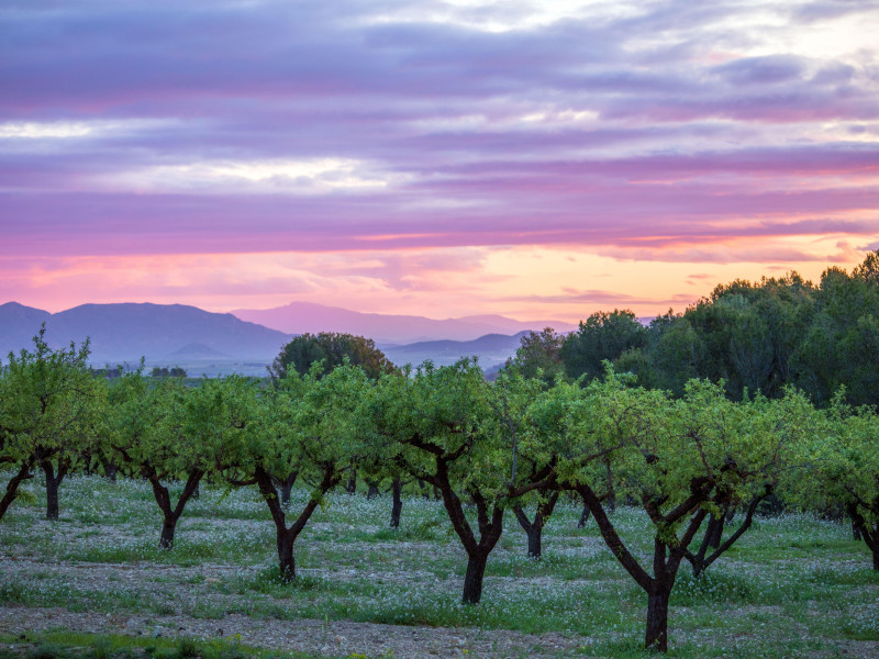 Paisaje idílico con un cielo rosado al amanecer y hileras de almendros en un campo.