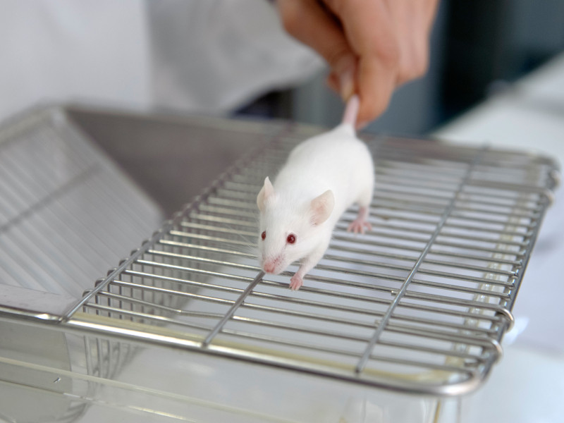 Ratón de laboratorio