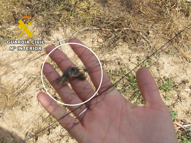 Detenido por usar una red japonesa para capturar aves en la comarca Odra-Pisuerga (Burgos)