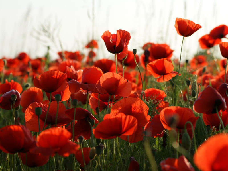 En las afueras de Zamora, se encuentra el Campo de la Verdad, un lugar donde las amapolas florecen en abril y septiembre.