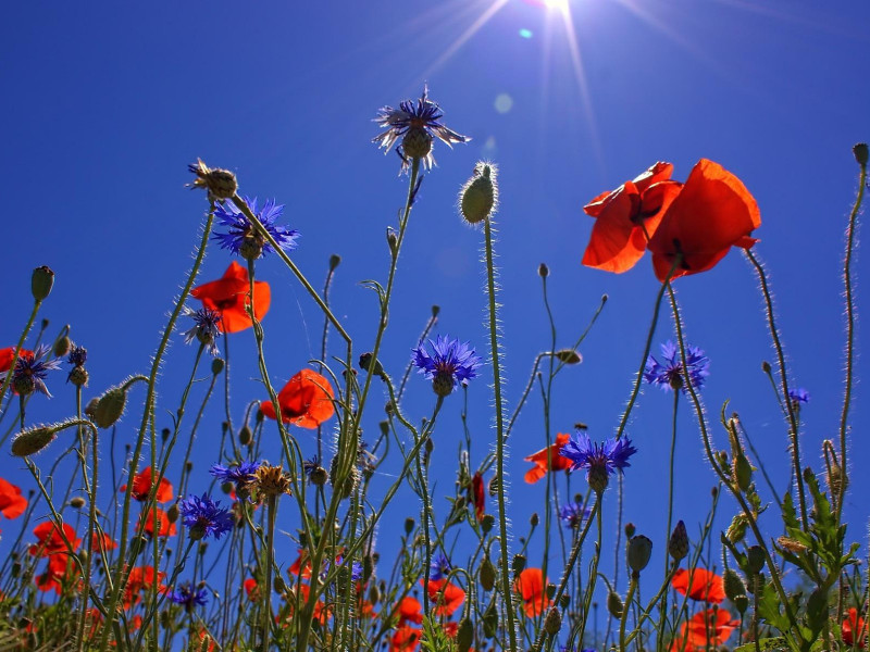 La floración de amapolas en nuestro país es un espectáculo que combina belleza, serenidad y una conexión única con el entorno.