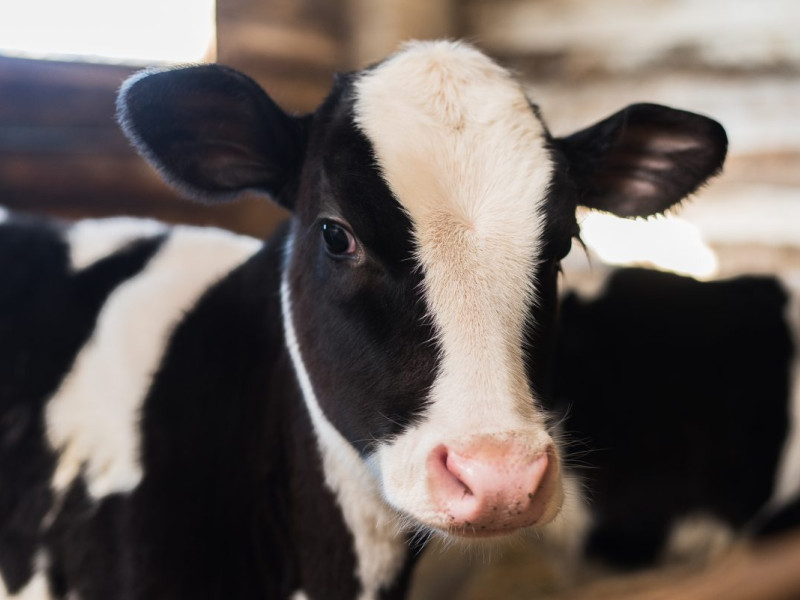 Cita para la medicina bovina