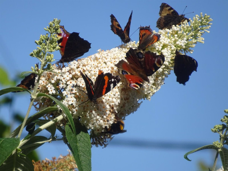 09/08/2024 El número de mariposas en Reino Unido se reduce a mínimos históricos, según Butterfly Conservation.La población de mariposas en Reino Unido se ha reducido a mínimos históricos este año debido a las condiciones meteorológicas desfavorables y a la pérdida de hábitat, según ha informado la organización Butterfly Conservation tras haber realizado su Gran Conteo anual.SOCIEDAD BUTTERFLY CONSERVATION A TRAVÉS DE SU PÁGINA WEB