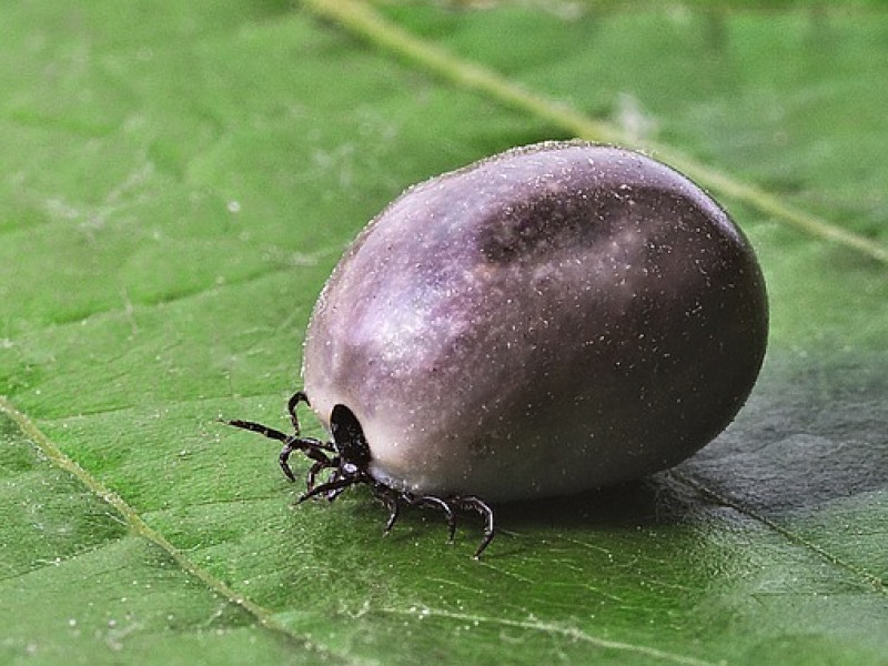 Garrapata