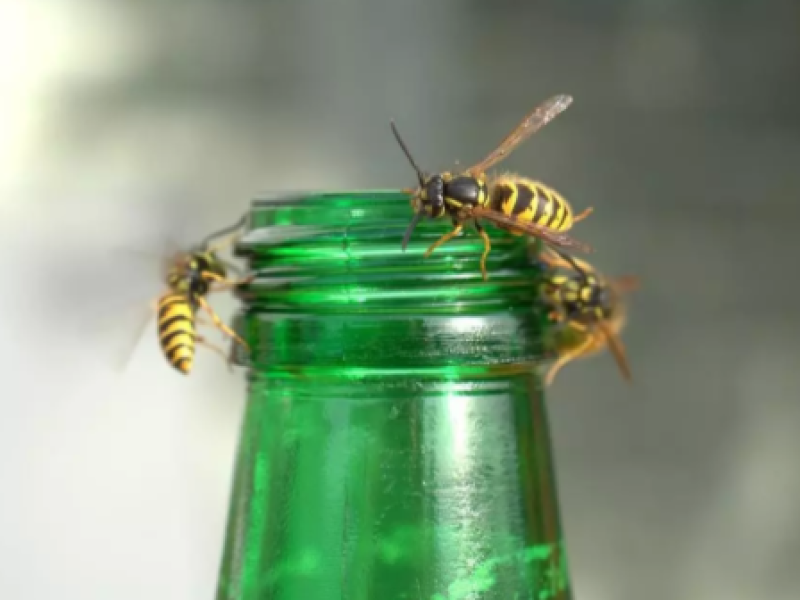 Avispas atraídas por el olor de un refresco