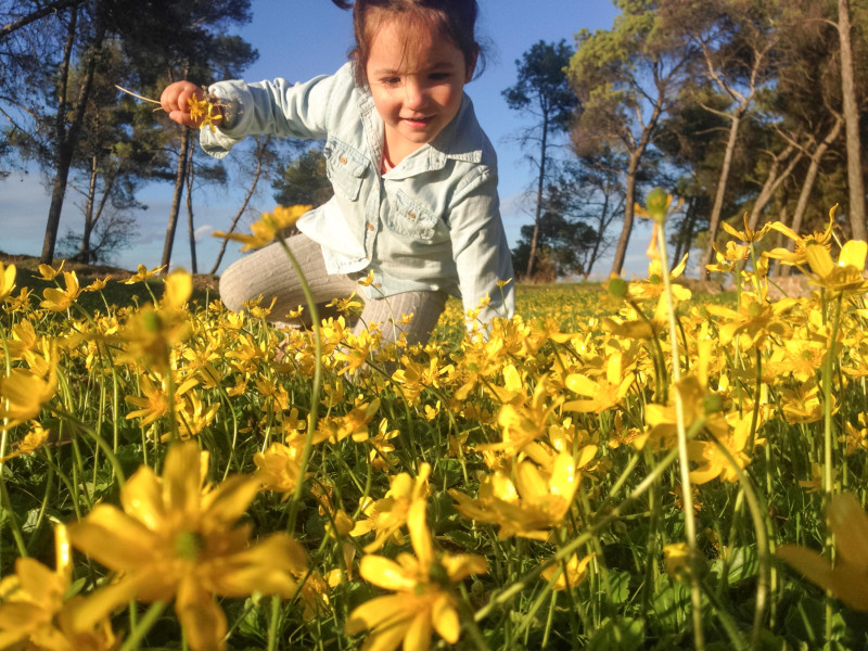 Una niña bonita recogiendo flores amarillas en el campo entre pinos.