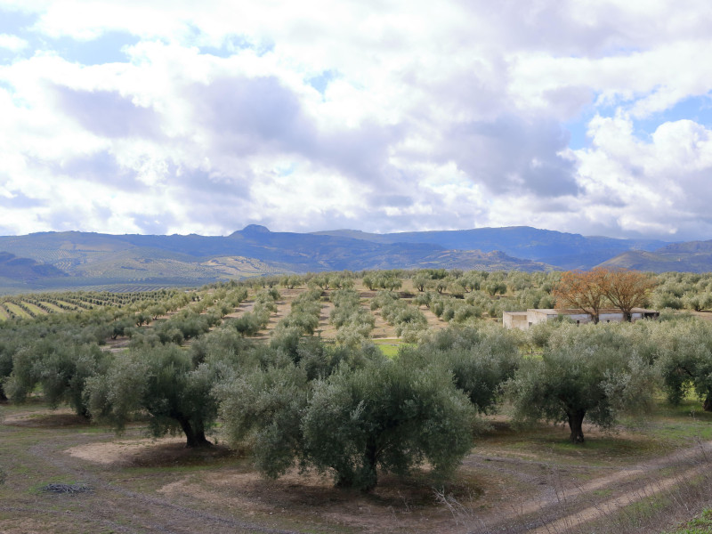 Plantación de olivos en Andalucía