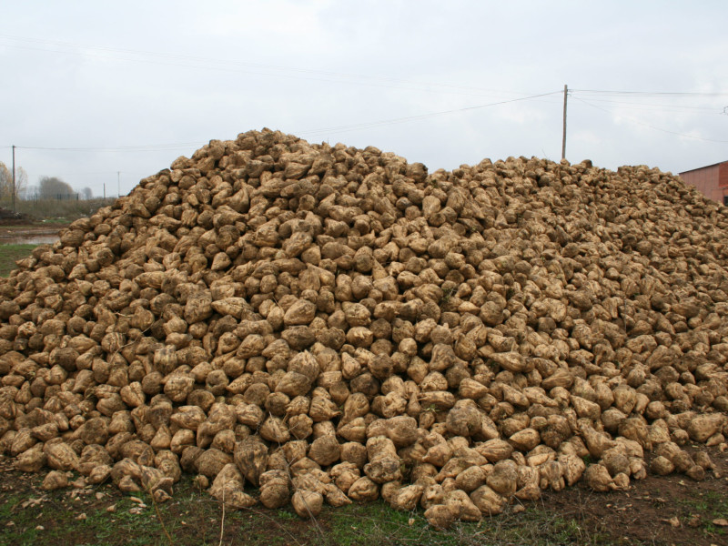 Hasta 90 agricultores riojanos podrían dejar su cultivo de remolacha tras el ERE de Azucarera