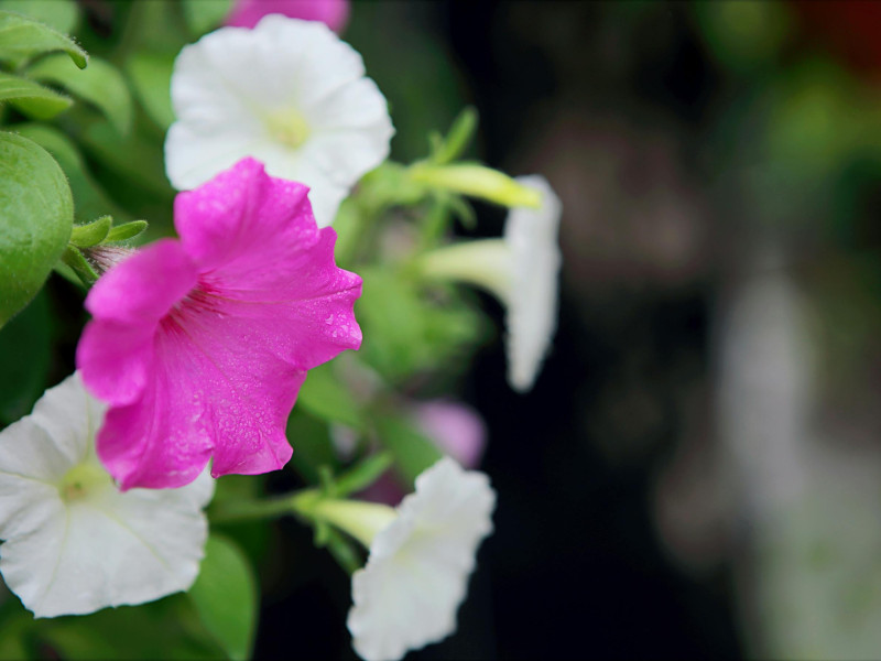 Flores de verano para el hogar y el jardín