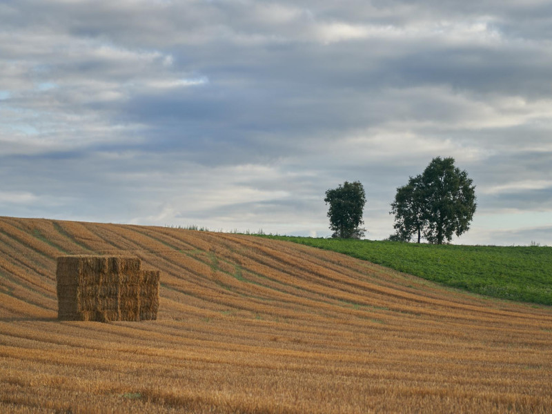 Vista general de un campo de cereal