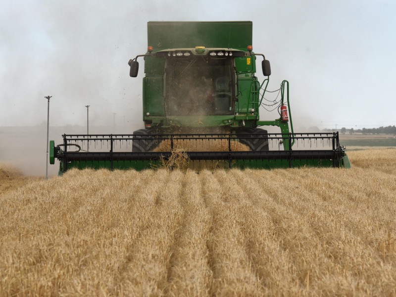 Una máquina cosechadora cosecha un campo de cebada.