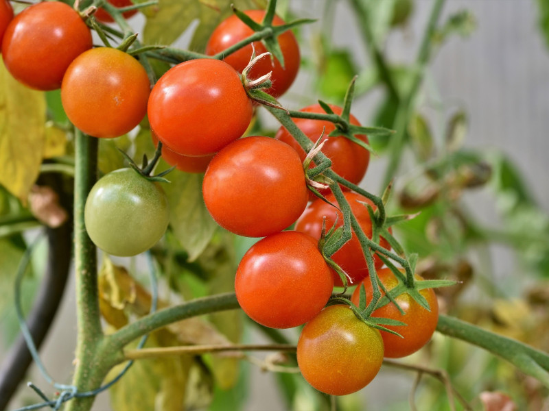 Con el tiempo, el pan con tomate se convirtió en mucho más que un apaño campesino. Se coló en las mesas de toda Cataluña, luego en el resto de España y hasta cruzó fronteras.