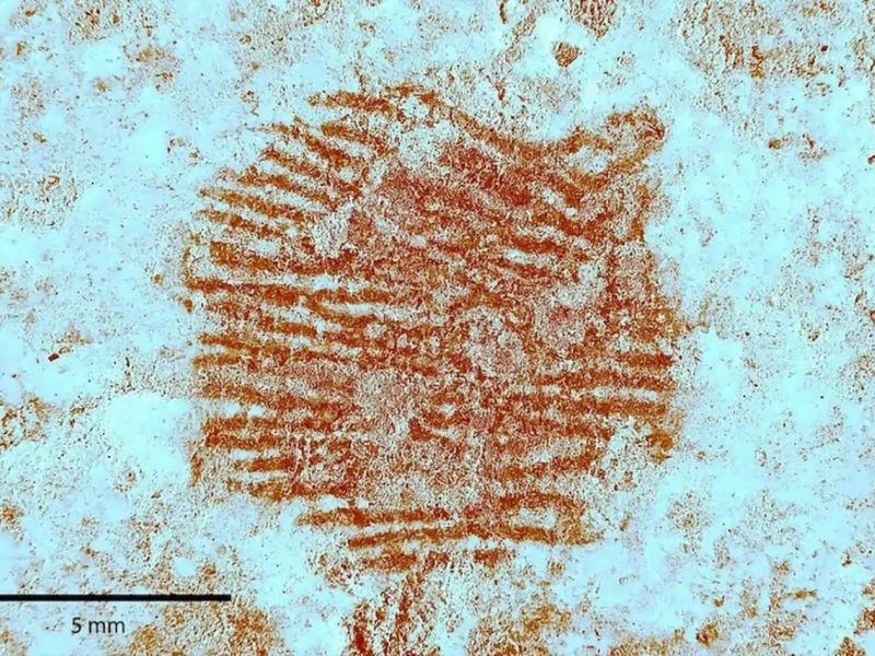 Huella dactilar más antigua del mundo hallada en Segovia