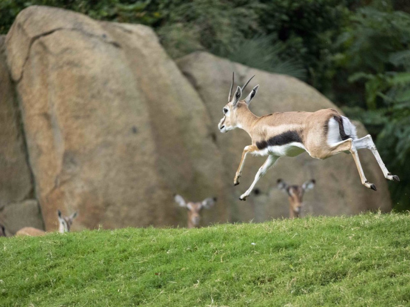 Nacimiento en Bioparc Valencia del antílope más veloz de África, solo superado por el guepardo.Bioparc Valencia acaba de ser escenario del segundo nacimiento del año de la gacela Thomson, uno de los antílopes más elegantes y reconocidos de la sabana africana y que solo puede verse en dos parques en España. Incluida en la Lista Roja de la UICN de especies amenazadas, el grupo que alberga el recinto valenciano está integrado en un proyecto internacional para su conservación.POLITICA ESPAÑA EUROPA COMUNIDAD VALENCIANA SOCIEDADBIOPARC