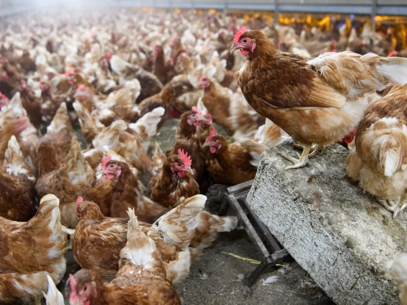 Ordenan el cierre de una nave y el sacrificio de 20.000 gallinas de la granja de Llucmajor