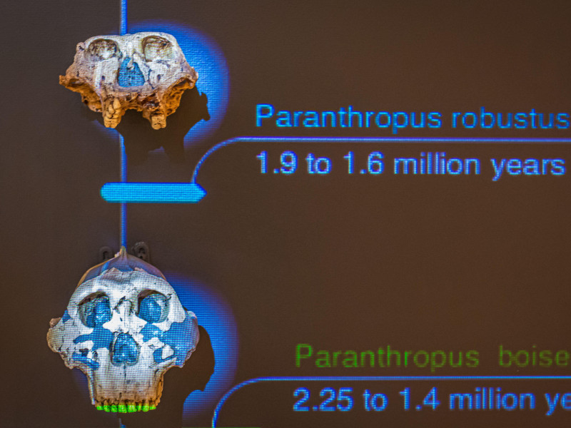 Museo de Trento, galería de la evolución humana
