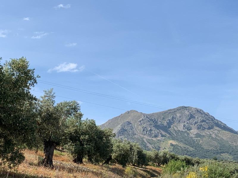 Olivos y al fondo el pico de la Tiñosa