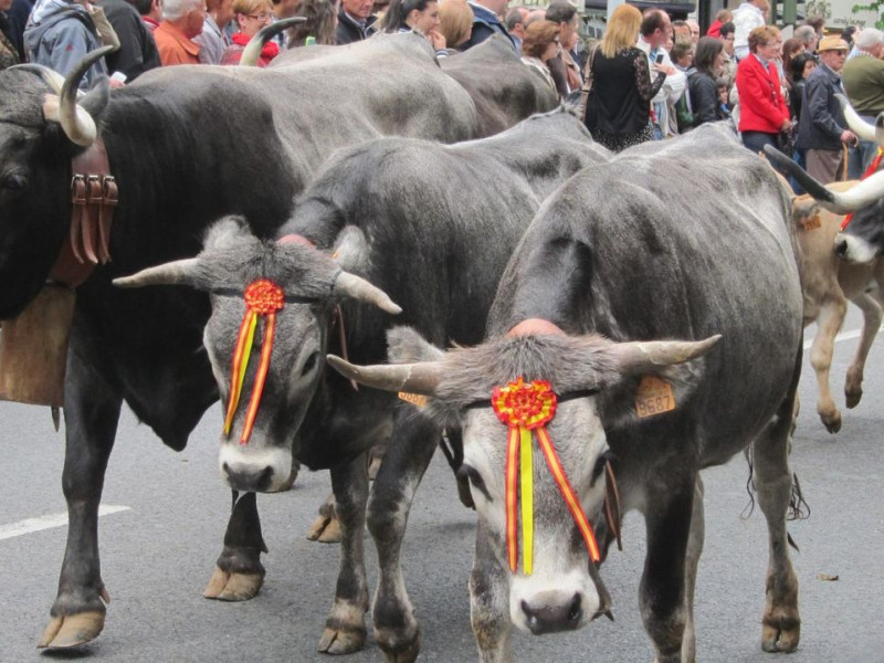 Vacas participando en "La Pasá" de 2014 en Santander