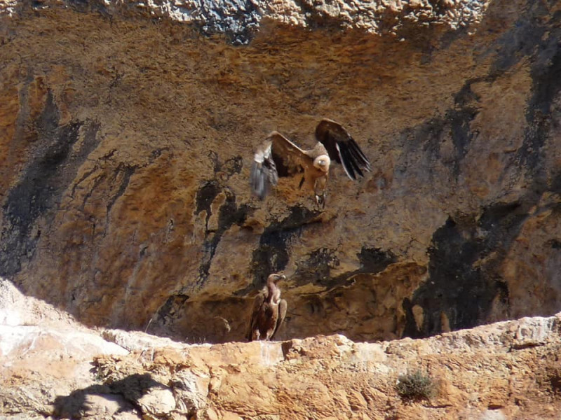 El paisaje del Mesa está incluido en la Red Natura 2000 y catalogado como Zona de Especial Protección para las Aves (ZEPA)