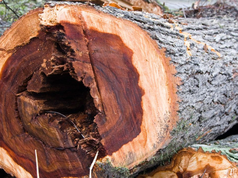 Árbol afectado por grafiosis