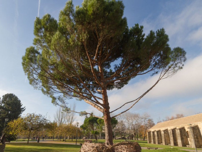 Árbol en Pamplona