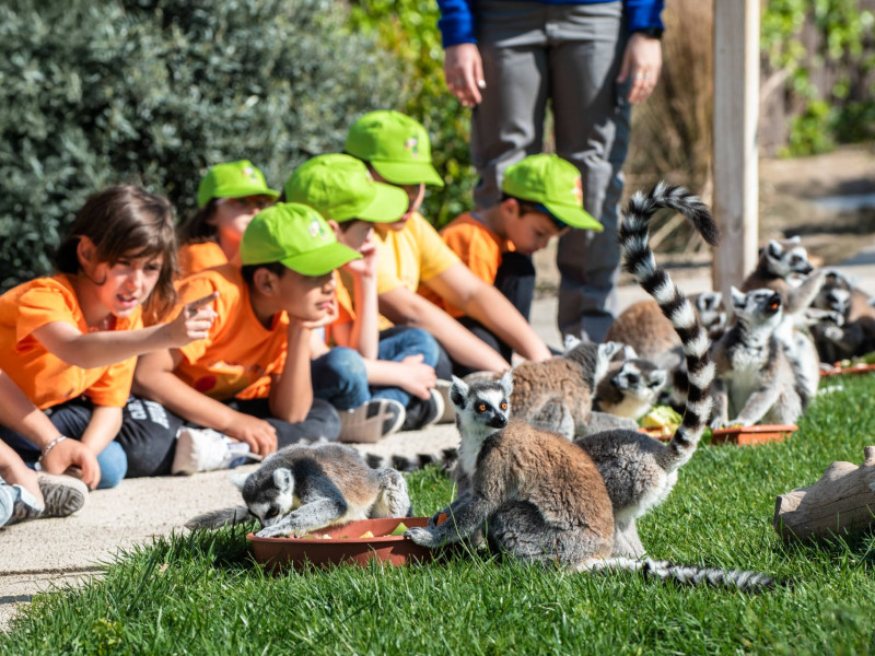 Campamentos Sendaviva