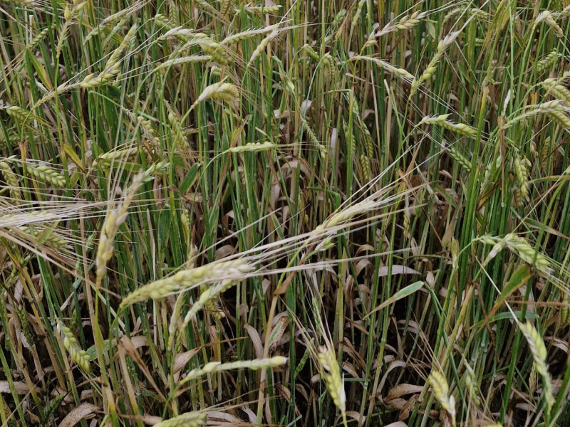 Efectos del granizo en el cereal en Aguilón