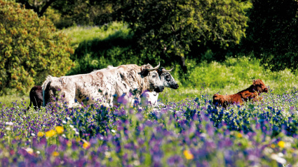 El toro bravo, guardían de la dehesa