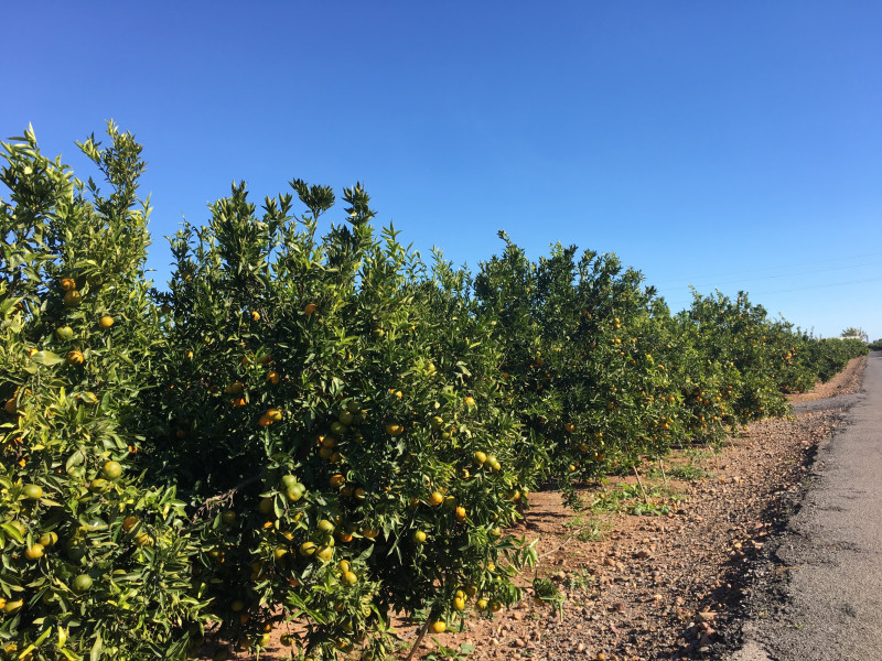 Campos de naranjos en Nules