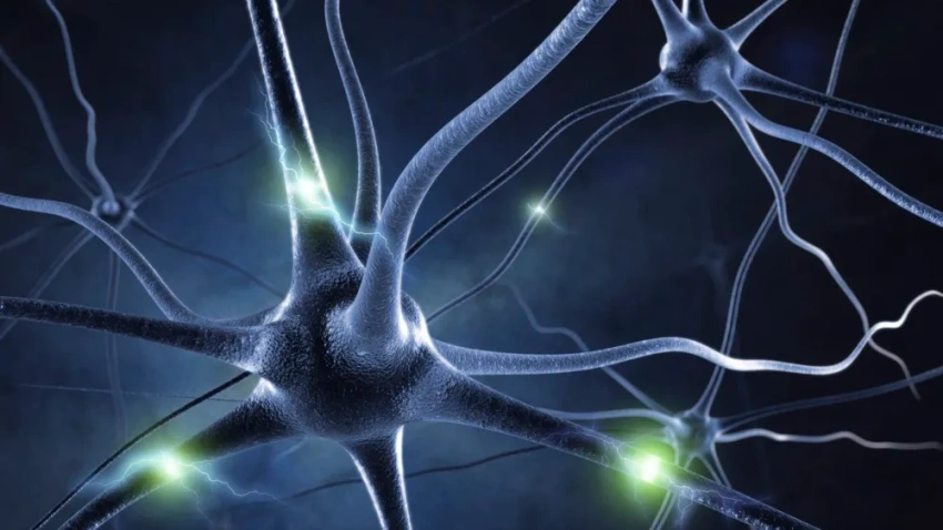 Las mioquinas mejoran la comunicación entre neuronas