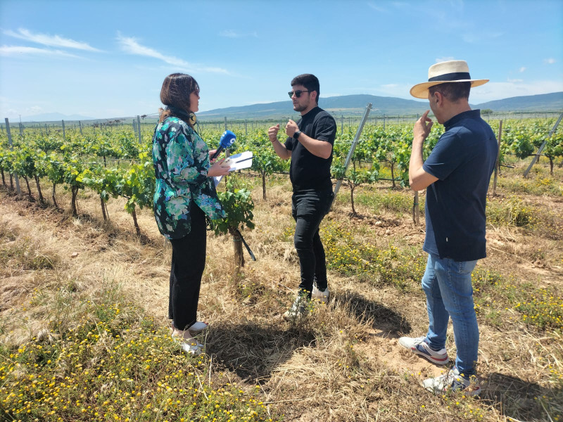 Viñedos Ruiz Jiménez, en Aldeanueva de Ebro