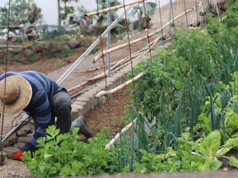 Agricultor en Canarias