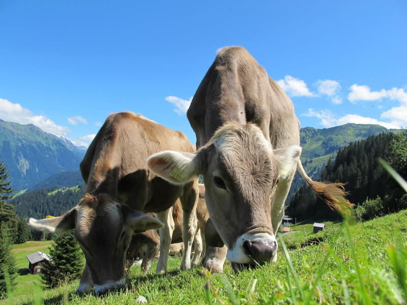 La historia del Tributo de las Tres Vacas se remonta a la Edad Media