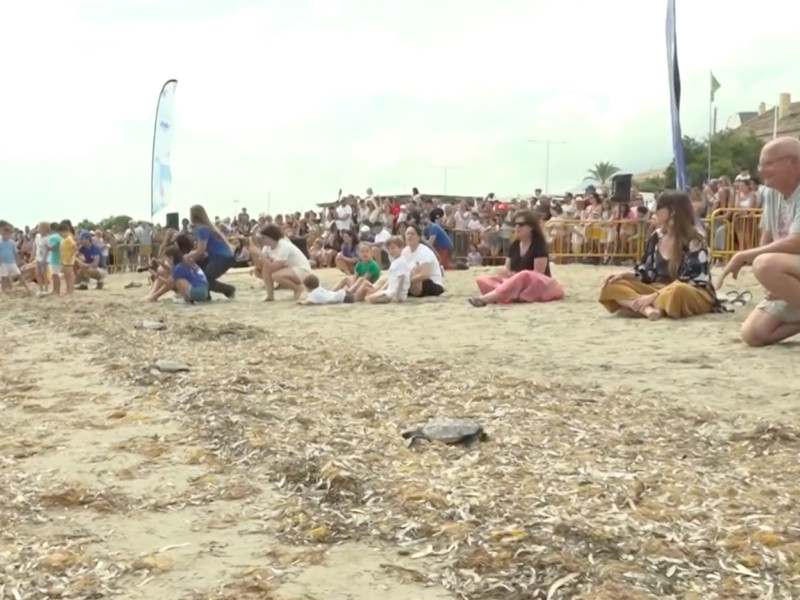 Suelta de tortugas en Dénia