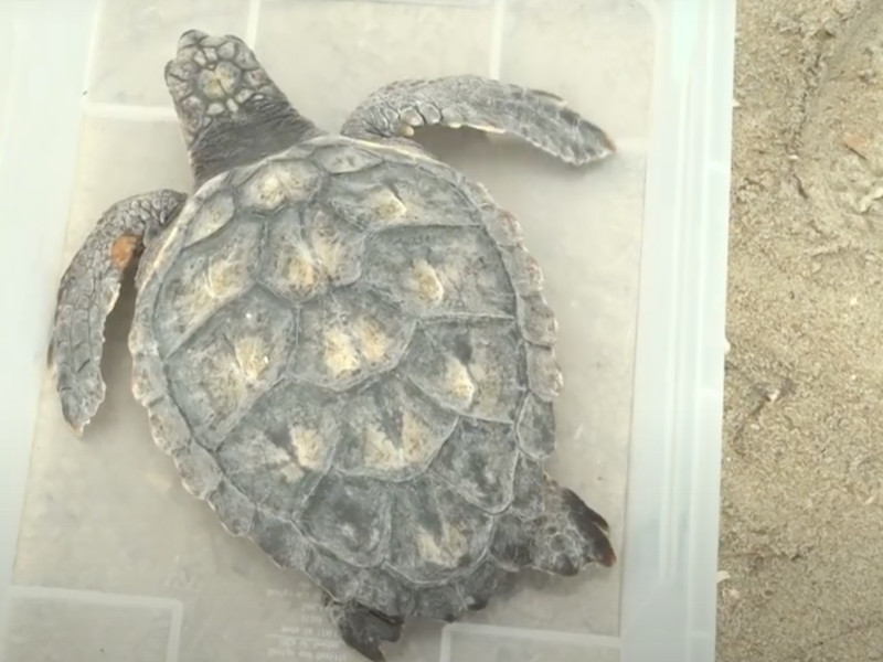 Tortuga a punto de ser soltada en las aguas de Dénia