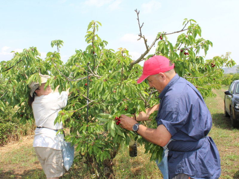 La producción de cereza se reduce en la Comunitat Valenciana
