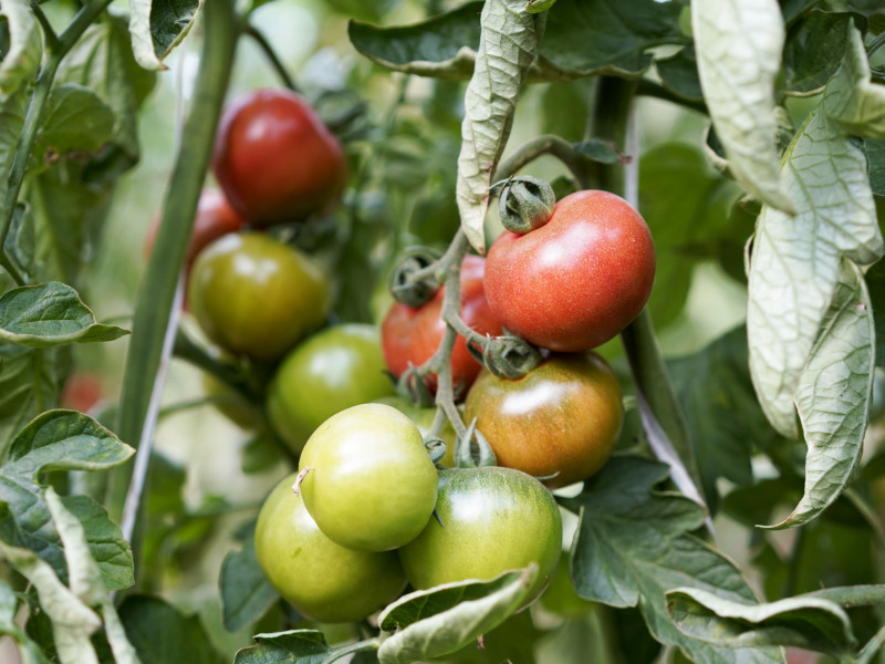 AGROMALLORCA, PTT DE MERCADONA QUE LE PRODUCE TOMATES, CALABACIN BLANCO Y CALABACIN.