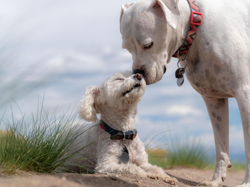 Perros