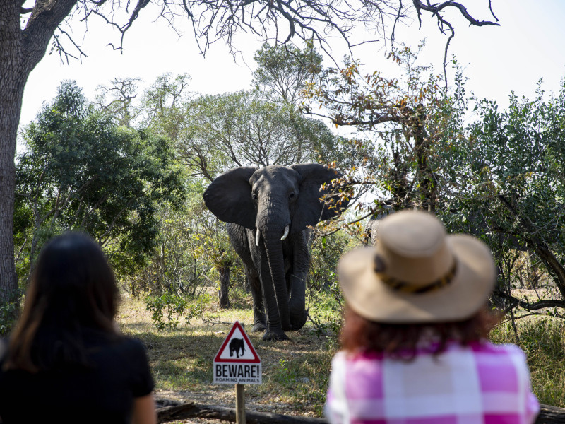 Un elefante se acerca a unos turistas en Sudáfrica
