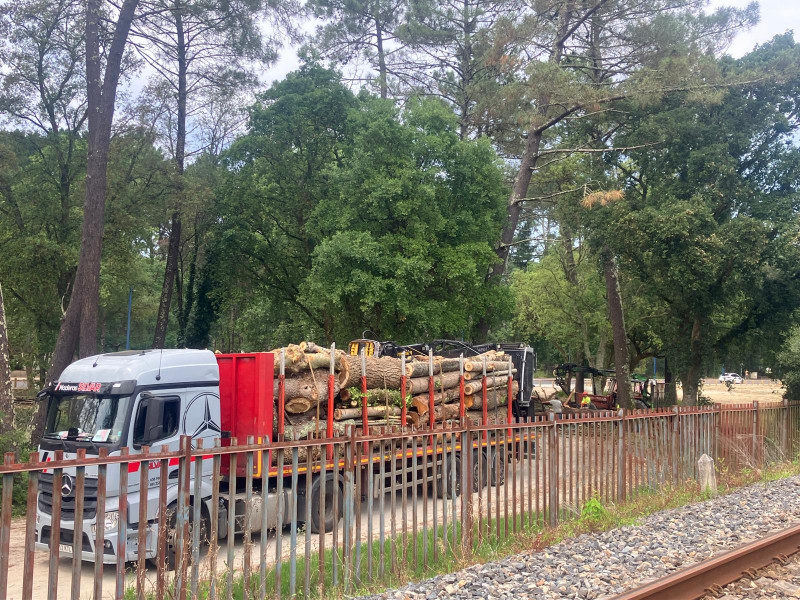 Camiones llevando la madera de los árboles talados en Cabanas