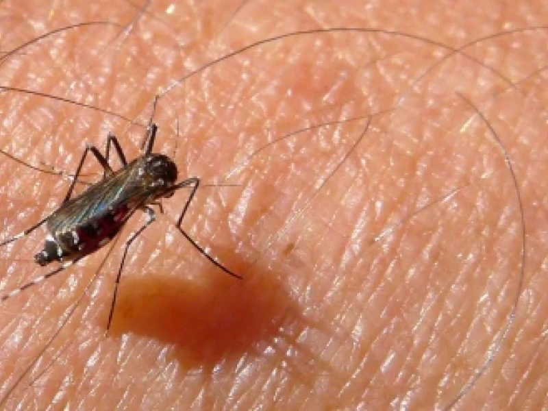 mosquitos