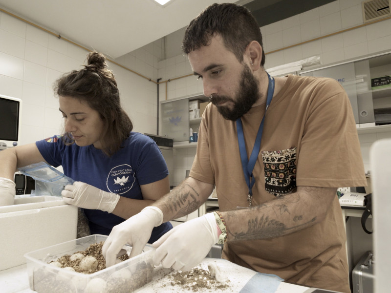 12 huevos se han trasladado al Oceanogràfic de València, donde serán incubados de forma controlada