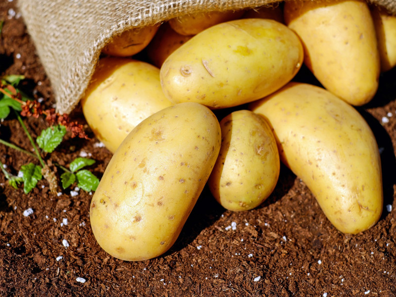 Patatas imprescindibles para una buena tortilla