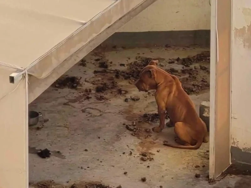 Perro abandonado