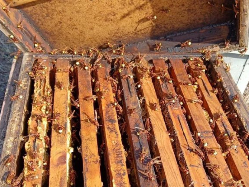Presencia del avispón oriental en una colmena de abejas