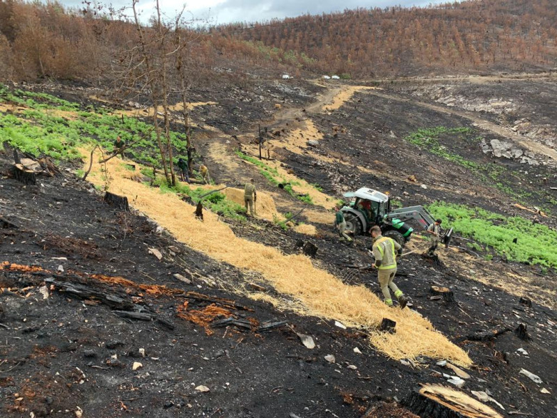Labores para regenerar la cubierta vegetal en las zonas arrasadas por el fuego