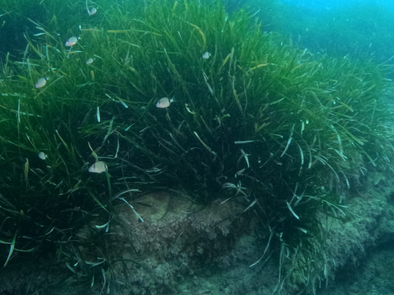 Praderas de posidonia en la Marina Alta