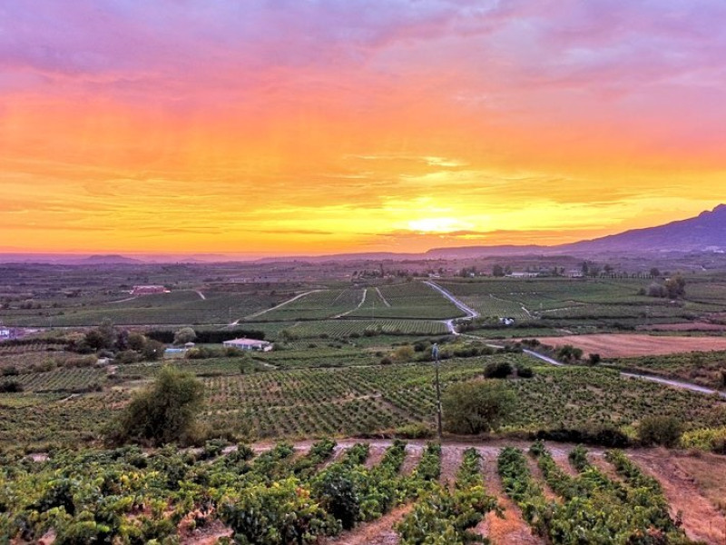 El Tribunal Supremo cierra la puerta a la DOP 'Viñedos de Álava'